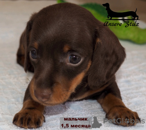 Photo №2 to announcement № 106410 for the sale of dachshund - buy in Russian Federation private announcement