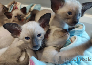 Photo №1. siamese cat - for sale in the city of Bayerisch Eisenstein | 329$ | Announcement № 153120