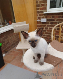 Photo №3. Siamese Cats A Perfect Blend of Grace and Personality. Germany