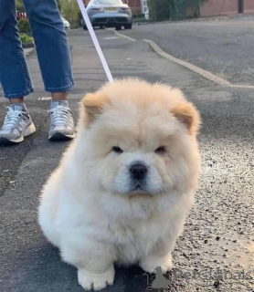 Photo №1. chow chow - for sale in the city of Antwerp | negotiated | Announcement № 170823