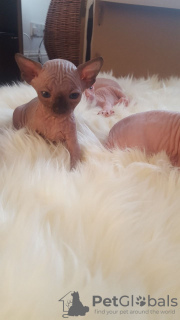 Additional photos: Sphynx kittens