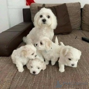 Photo №1. maltese dog - for sale in the city of Берлинген | 141$ | Announcement № 129350