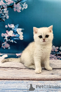 Photo №2 to announcement № 173841 for the sale of british shorthair - buy in United Kingdom private announcement, breeder