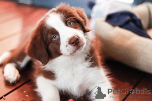 Photo №1. border collie - for sale in the city of Warsaw | 338$ | Announcement № 78224