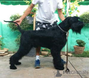 Photo №2 to announcement № 70556 for the sale of giant schnauzer - buy in Serbia breeder