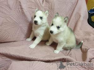 Additional photos: Purebred husky puppies for sale