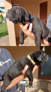 Photo №1. cane corso - for sale in the city of Zrenjanin | negotiated | Announcement № 103692