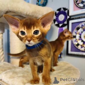 Photo №1. abyssinian cat - for sale in the city of Leverkusen | negotiated | Announcement № 177055