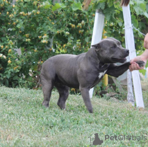 Additional photos: American Bully Dream