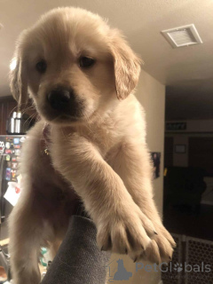 Photo №4. I will sell golden retriever in the city of Warsaw. breeder - price - negotiated