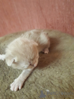 Photo №4. I will sell scottish fold in the city of Москва. private announcement - price - negotiated