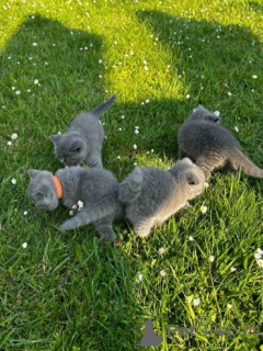 Photo №2 to announcement № 158946 for the sale of british shorthair - buy in Poland private announcement