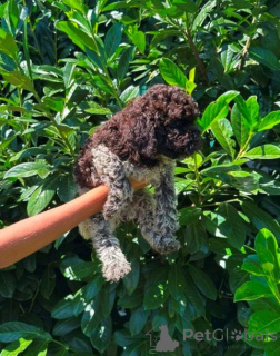 Photo №2 to announcement № 173719 for the sale of lagotto romagnolo - buy in Serbia 