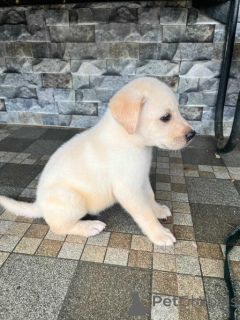 Photo №2 to announcement № 134779 for the sale of labrador retriever - buy in Germany breeder