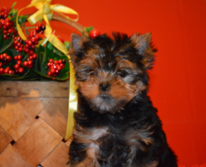 Photo №1. yorkshire terrier - for sale in the city of Miass | 201$ | Announcement № 3104