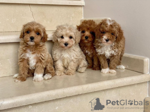 Photo №1. cavalier king charles spaniel - for sale in the city of Гамбург | 423$ | Announcement № 80862