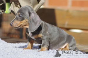 Photo №3. Dachshund Puppies. Denmark