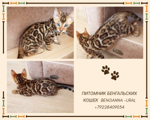 Photo №2 to announcement № 2132 for the sale of bengal cat - buy in Russian Federation breeder