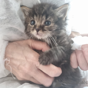 Photo №2 to announcement № 146283 for the sale of  - buy in Russian Federation private announcement