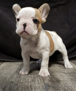 Photo №1. french bulldog - for sale in the city of Ramstein-Miesenbach | 578$ | Announcement № 166055