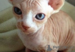 Photo №1. sphynx cat - for sale in the city of Ulmen | 471$ | Announcement № 130188