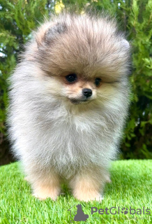 Photo №3. Pomeranian (BOO) male. Serbia