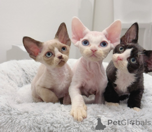 Photo №1. devon rex - for sale in the city of Brussels | 250$ | Announcement № 155584