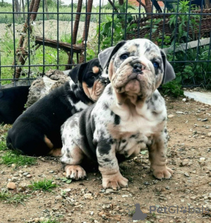 Photo №4. I will sell english bulldog in the city of Belgrade. breeder - price - negotiated