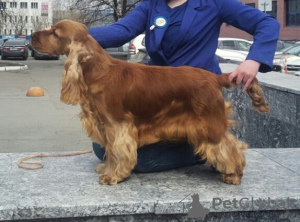 Photo №3. Handler, dog handler in Russian Federation
