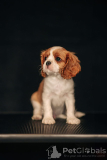 Photo №2 to announcement № 98634 for the sale of cavalier king charles spaniel - buy in Latvia 
