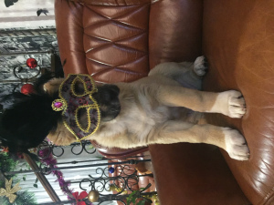 Photo №1. central asian shepherd dog - for sale in the city of Минск | Negotiated | Announcement № 4606