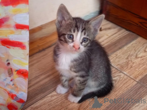 Photo №3. Kittens in good hands. Azerbaijan