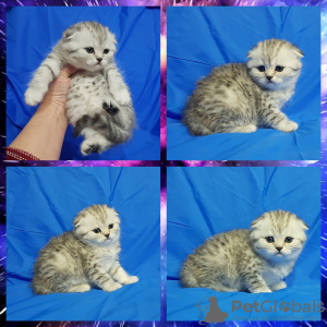 Photo №2 to announcement № 42492 for the sale of scottish fold - buy in Belarus private announcement