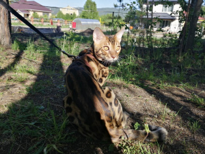 Photo №1. bengal cat - for sale in the city of Miass | 472$ | Announcement № 4290