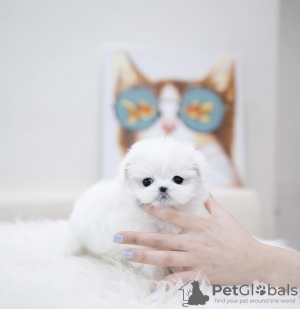 Photo №4. I will sell maltese dog in the city of New York. private announcement, from nursery - price - 600$