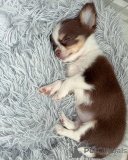 Photo №2 to announcement № 152582 for the sale of chihuahua - buy in Switzerland private announcement