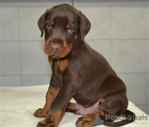 Photo №2 to announcement № 118399 for the sale of dobermann - buy in Serbia breeder