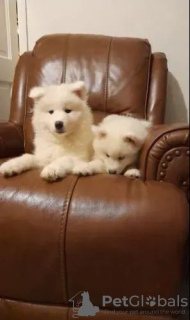 Photo №1. samoyed dog - for sale in the city of Kiev | 450$ | Announcement № 18210