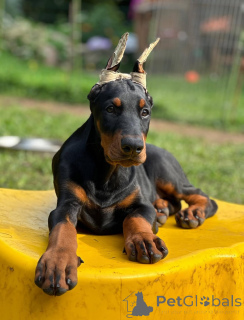 Photo №2 to announcement № 148996 for the sale of dobermann - buy in Germany private announcement