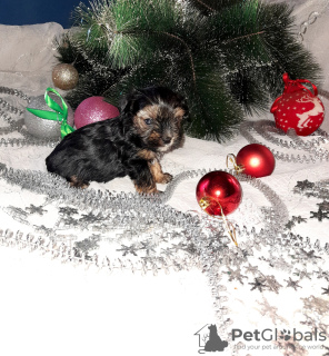 Photo №1. yorkshire terrier - for sale in the city of Torzhok | 219$ | Announcement № 8370