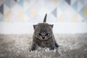 Photo №1. british shorthair - for sale in the city of Кельце | 645$ | Announcement № 11769