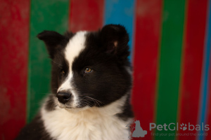 Photo №2 to announcement № 13640 for the sale of yakutian laika - buy in Russian Federation from nursery