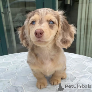 Photo №1. dachshund - for sale in the city of Beijing | 550$ | Announcement № 157834