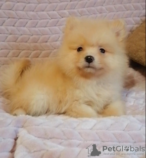 Photo №1. pomeranian - for sale in the city of Minsk | 189$ | Announcement № 80603