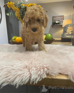 Photo №1. poodle (dwarf) - for sale in the city of Göppingen | 361$ | Announcement № 154438