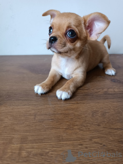 Photo №2 to announcement № 30176 for the sale of chihuahua - buy in Belarus 