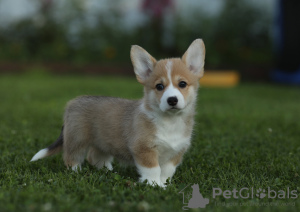 Photo №3. Welsh Corgi Pembroke puppies. Russian Federation