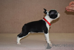 Photo №4. I will sell boston terrier in the city of Belgrade. breeder - price - negotiated