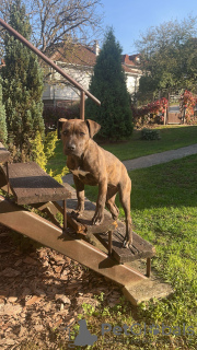 Photo №3. American Bully XL. Serbia