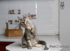 Additional photos: Maine Coon female cat STARKS MELANY